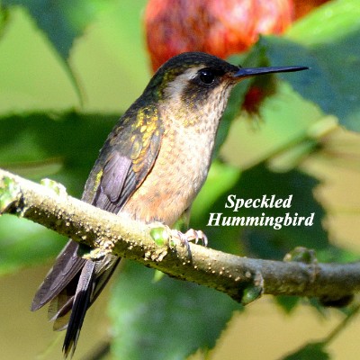 Speckled Hummingbird